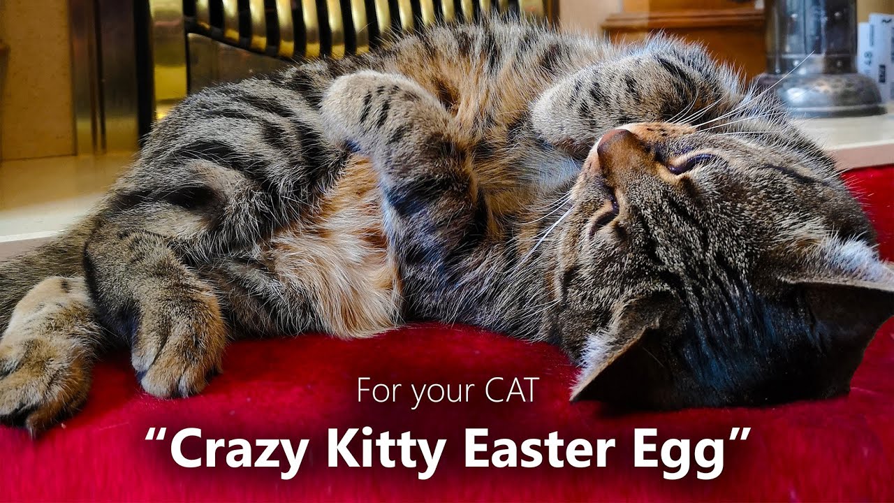Crazy Kitty Easter Egg Catnip& Yoghurt Recipe Fred &  Ginger Cat Go Mad For It 