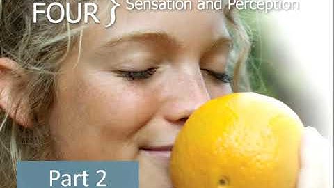 Sensation and Perception (Chapter 4, Part 2)