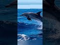 En el Día Mundia de la Biodiversidad, FIAES soluciones basadas en naturaleza protección de especies