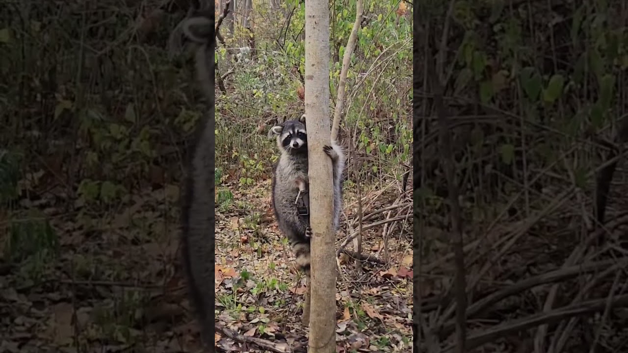 Big Old Raccoon ,