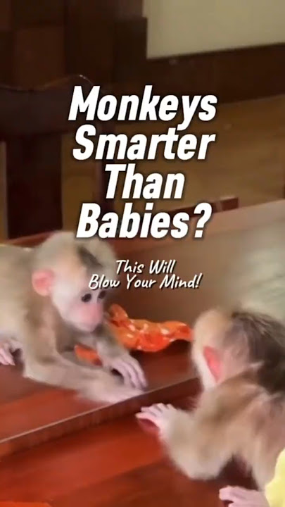 Monkeys Smarter Than Babies? #shorts #funfacts #monkey