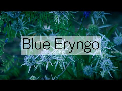 Blue Eryngo / Eryngium Planum / Синеголовник Плосколистный