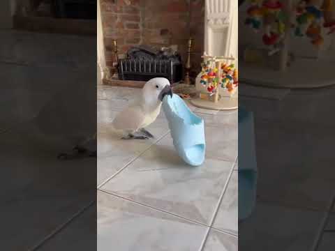 Скучно? Найди себе развлечение сам! 😍🔥💥🥰😁🦜 #nature #wildlife #wow #funny #приколы #birds #parrot