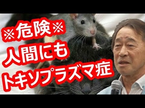 武田鉄矢 うつ病の原因と危険なトキソプラズマ症、人間にもうつる