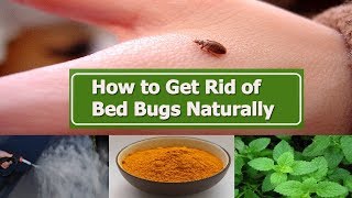 what kills bed bugs instantly