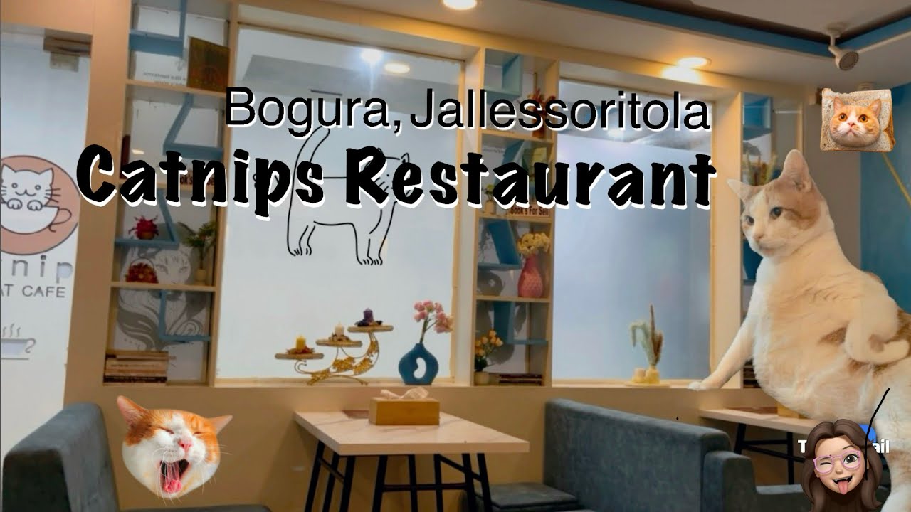 Catnips A Cat Cafe - Bogura Jallessoritola || Catnips Restaurant || 