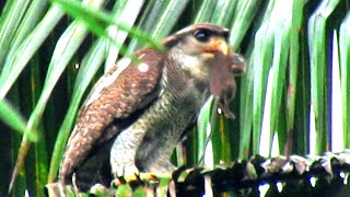 Burung hantu di alam liar