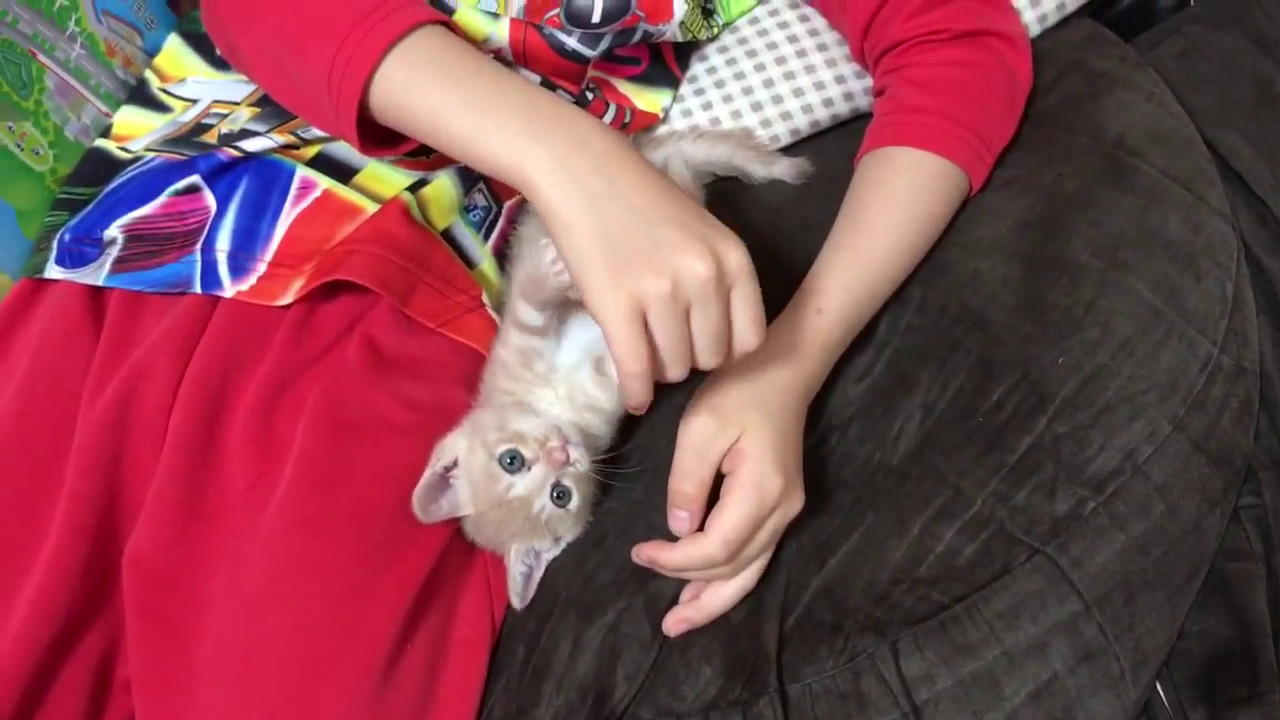 遊び疲れて寝てしまう かわいい子ネコ A Pretty Kitten Is Tired And Sleeps Youtube