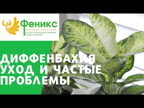 Диффенбахия уход и частые проблемы в содержании