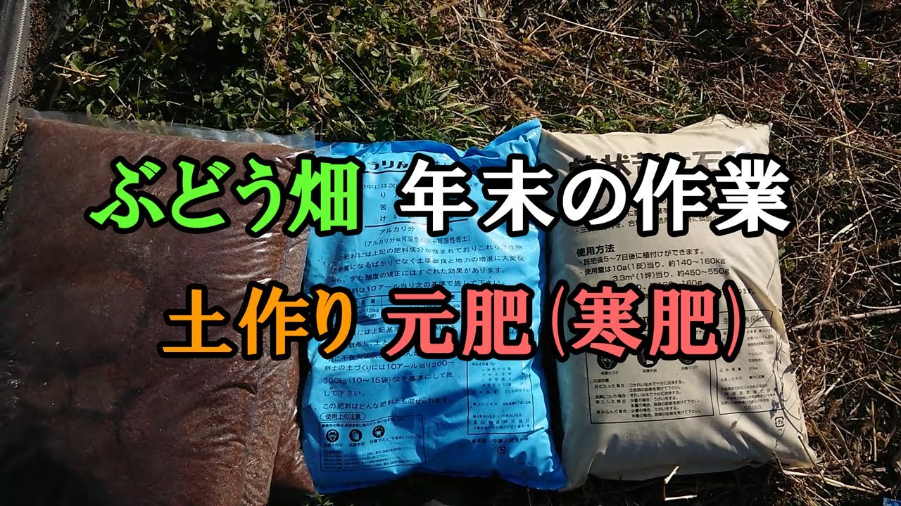 ぶどう畑の土作り 元肥を与えました　年末最後の作業