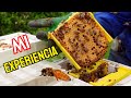 Una forma mas Fácil para criar Abejas Reinas con pocas abejas.