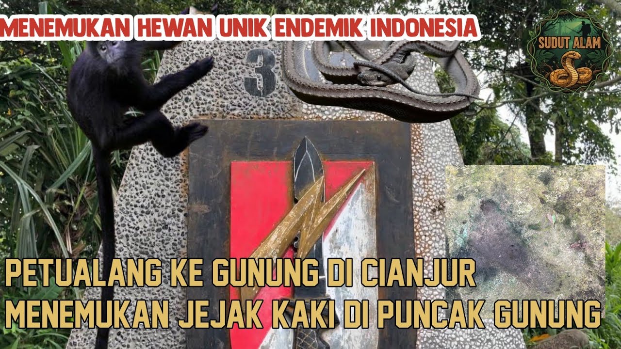 PETUALANG KE GUNUNG DI CIANJUR, MENEMUKAN JEJAK KAKI DI ATAS GUNUNG DAN MENEMUKAN HEWAN UNIK