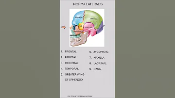 NORMA LATERALIS I 