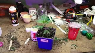Dank Lab tv s.2 e.8