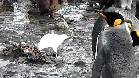 Snowy Sheathbill, Chionis albus, Salisbury Plain, South Georgia, 9 Apr 2012 (5/5)