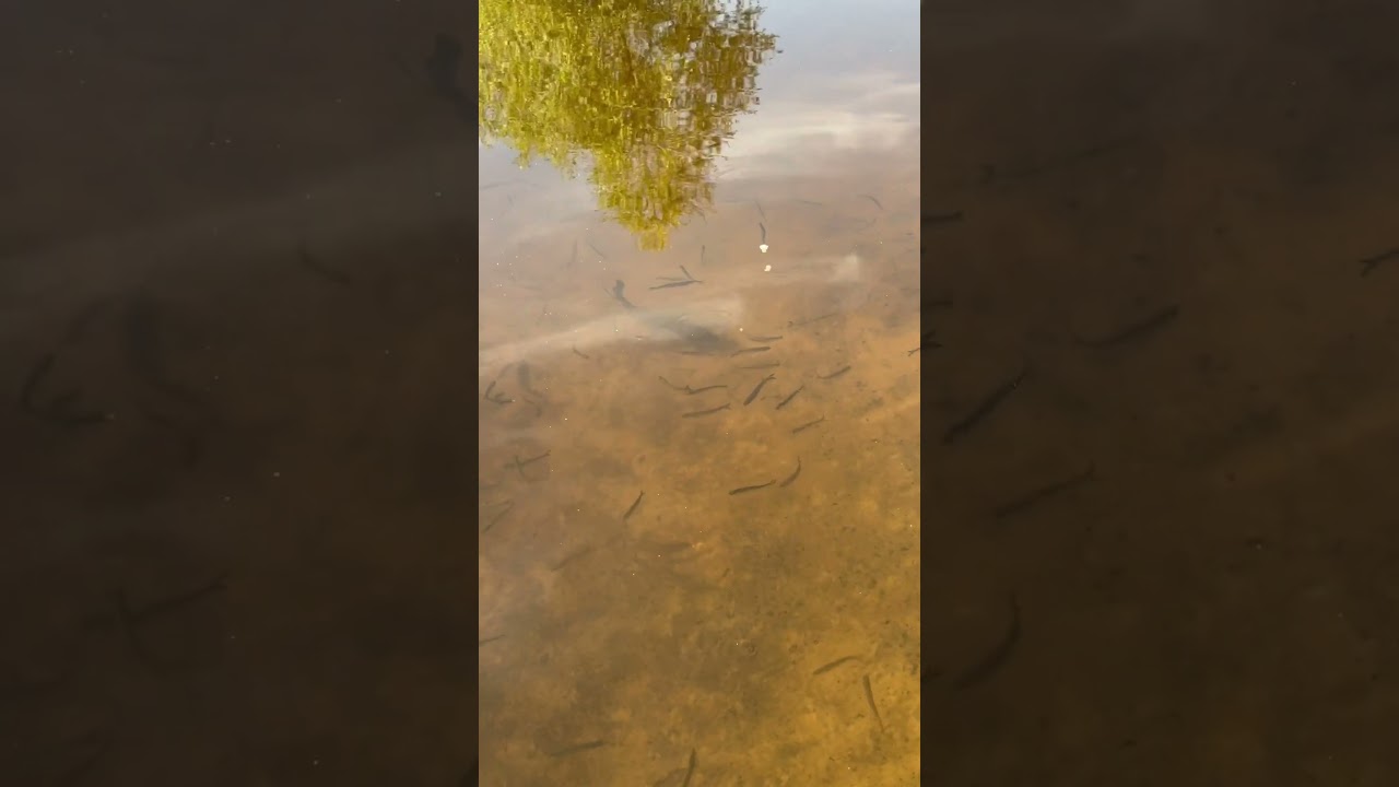 Ручные рыбы)🐡 