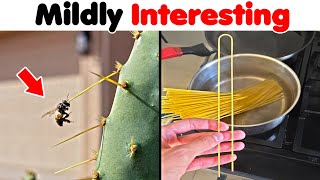 Mildly Interesting Photos You Need To See!