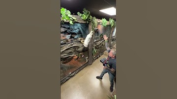 Giant Snake Catches Rabbit!