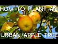 How to plant an urban apple tree  in a container