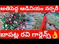 100 రకాల ఆడినియం👌🌺📦🌱 మొక్కలు మీకు కావాలా ఈ నర్సరీ చూడాల్సిందే రవి గార్డెన్స్ బాపట్ల sale 9603481683