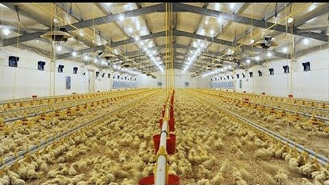 Inside The Million Dollar Chicken Farm| Amazing Modern Chicks Poultry Farming Technology!