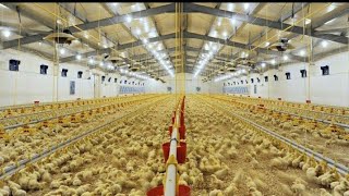 Inside The Million Dollar Chicken Farm| Amazing Modern Chicks Poultry Farming Technology!