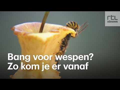 Video: 6 manieren om de angst voor wespen en bijen te overwinnen