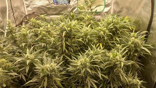Grower Deacon Dave indoor cannabis grow update