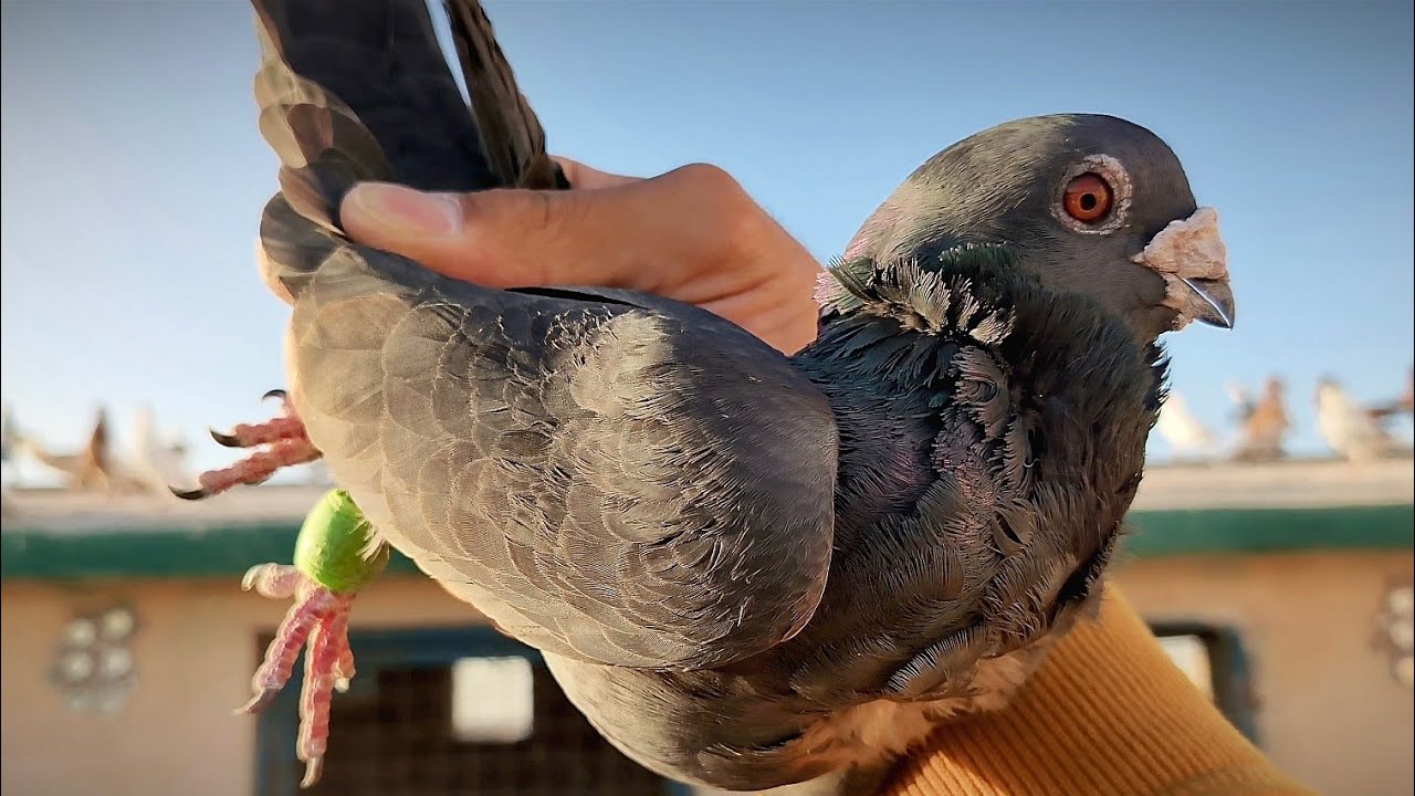 صيد اليوم احلى طير حمام كشكي مهودجات اسود 😱