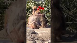 Little Punch sweetly kisses 💋 older monkey Sotomaru 💞😍