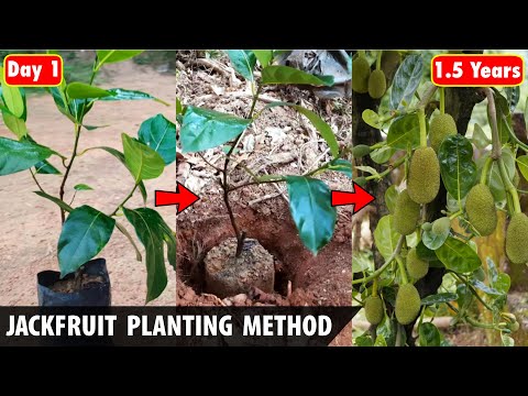 Jackfruit Planting Method | How to plant JACKFRUIT