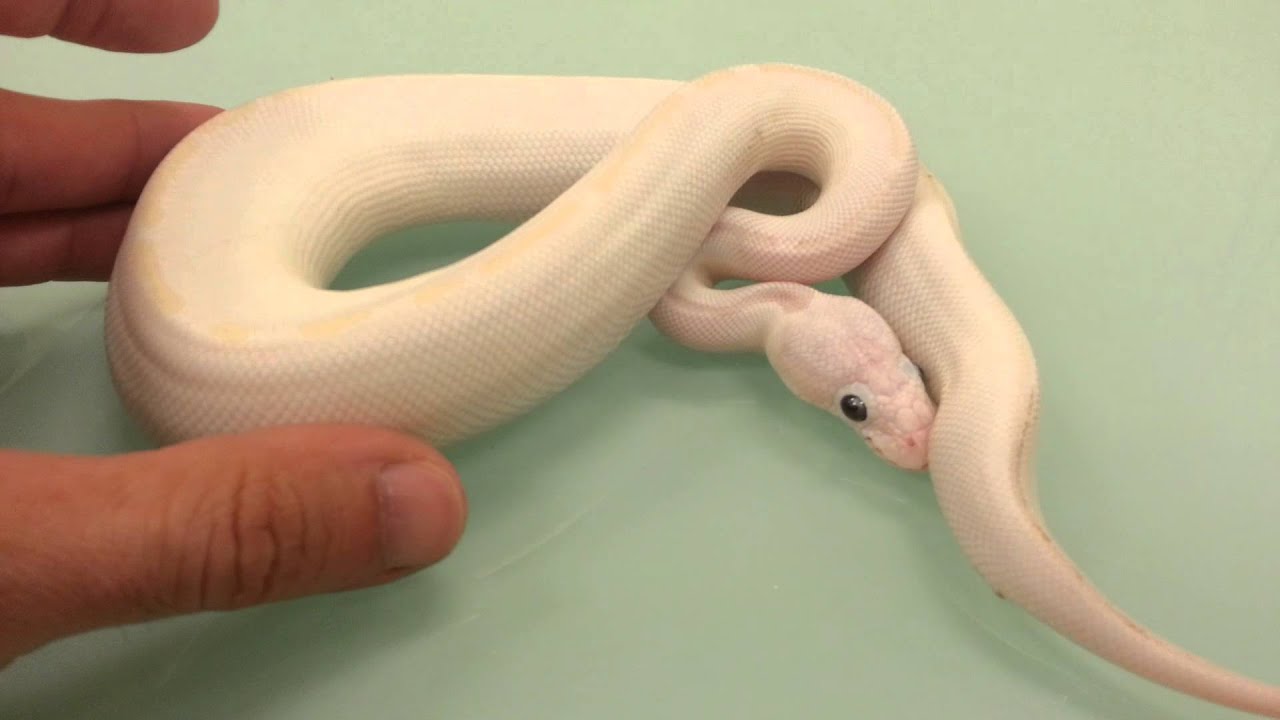 Pick Your Poison Sunday Ball Python FACEOOK Auction- March 24th 2013 ...