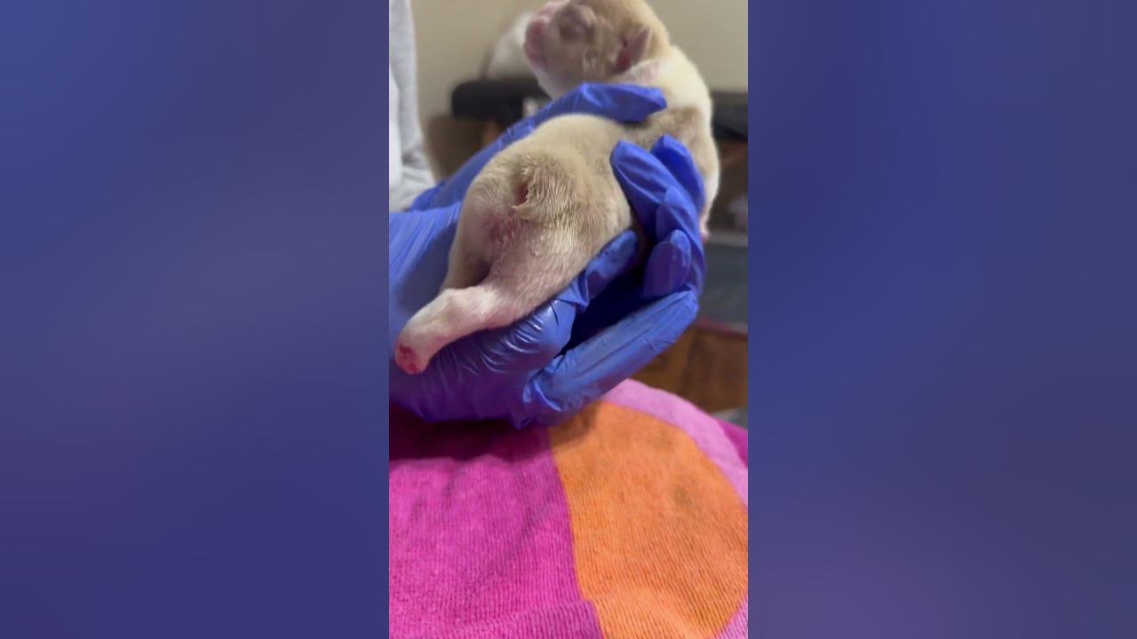 how-to-make-a-constipated-newborn-puppy-poop-dog-french