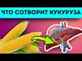 95% не догадываются что кукуруза может…