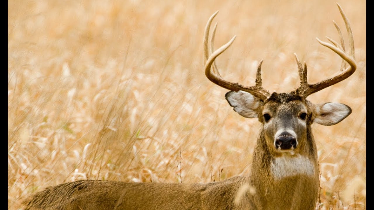 Archery Buck Hunt!!! {CATCH CLEAN COOK} Braised Venison Shank YouTube