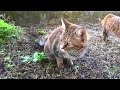 野良猫親子 母さん猫おばさんと病院へ行く