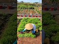 Increasing Horticultural Crop Yields Through Correct Cutting Techniques