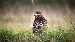 Injured Raptor Rescue - Joe Gee Photography - Muskegon, MI