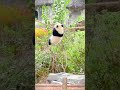 Early training of baby panda to become the dragon warrior  panda