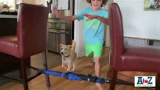 Join the fun with Virtual Dog Training Classes or Private Training! screenshot 5