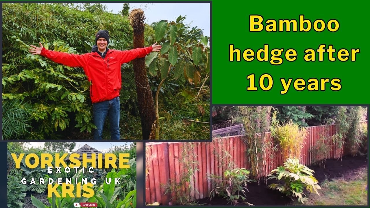 Tips for maintaining a Bamboo hedge. GROWTH+FEED - YouTube