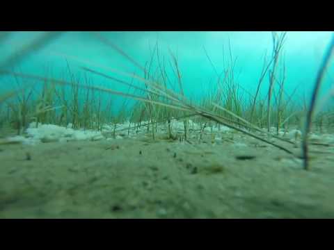 Видео: Чусовая гол: газрын зураг, зураг, загас агнуур. Чусовая голын түүх