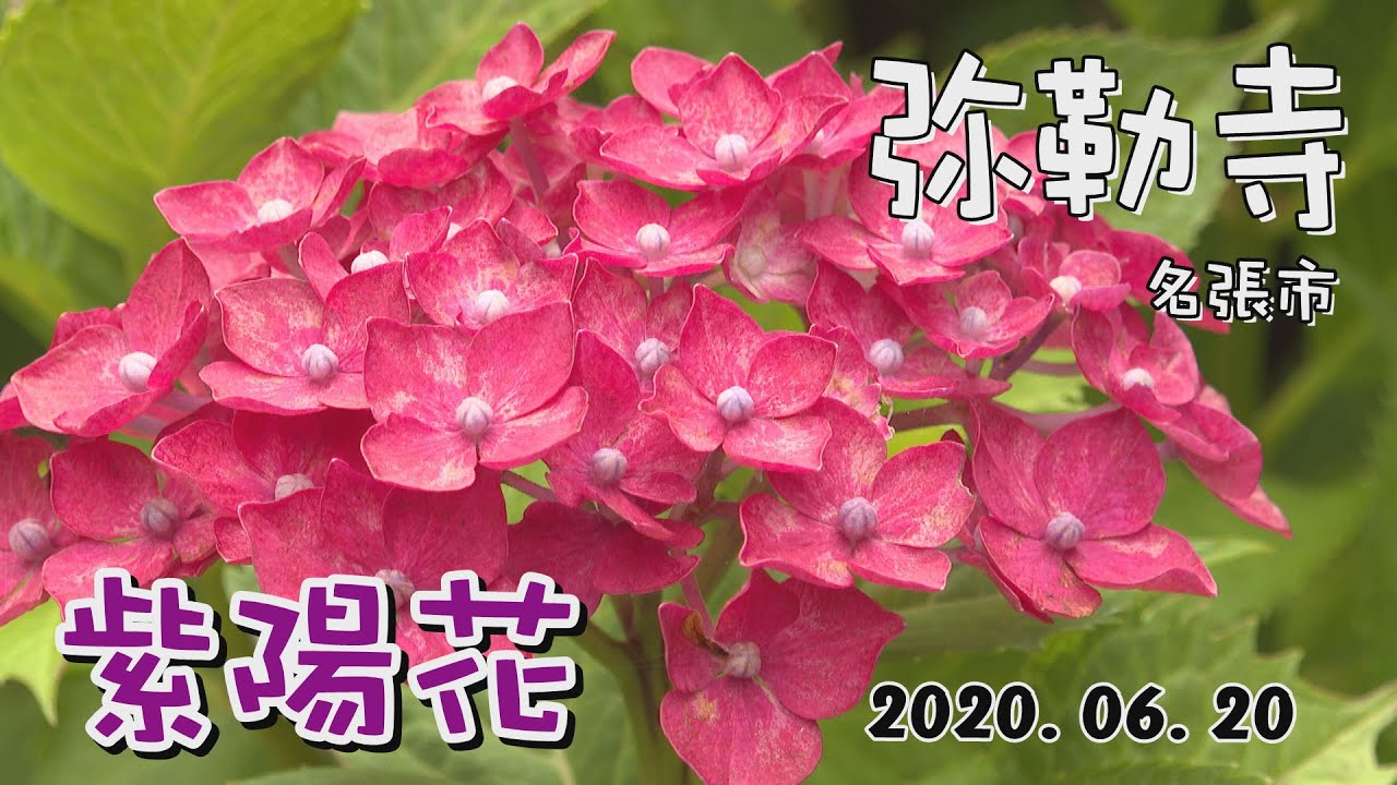 まちを歩けば 梅雨を彩る紫陽花 名張市の弥勒寺 Youtube