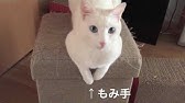 くるねこ