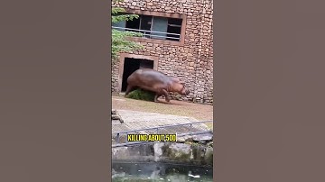 Hippo Attacks Man!! #shorts