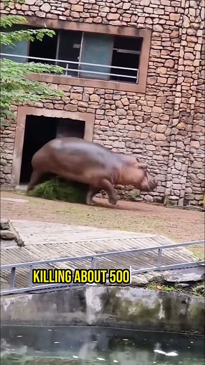 Hippo Attacks Man!! #shorts