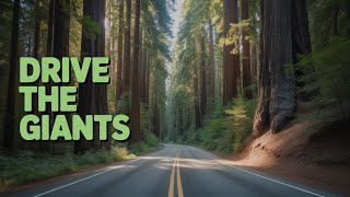 🌲 LOST IN THE REDWOODS! | Avenue of the Giants & The Massive Grandfather Tree 🌳