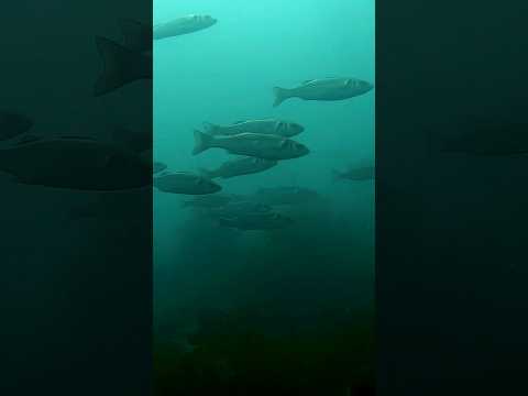 HUGE -Shoal Of Bass - Isle Of Anglesey - Diving - #fishing #spearfishing #bass #seafood #underwater