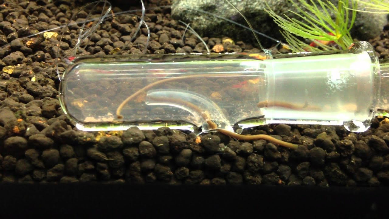 GUSH Catch Pen Leech Catching in Action - YouTube