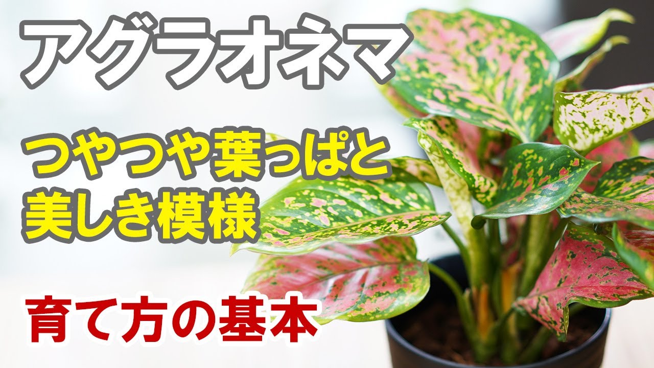 アグラオネマの育て方 耐陰性もあるからいろんな場所に置けます 植え替えのタイミングなど Youtube